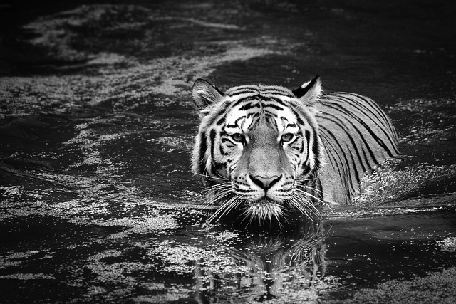 A royalty-free tiger