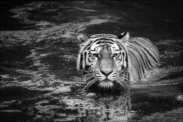 A blurry royalty-free tiger